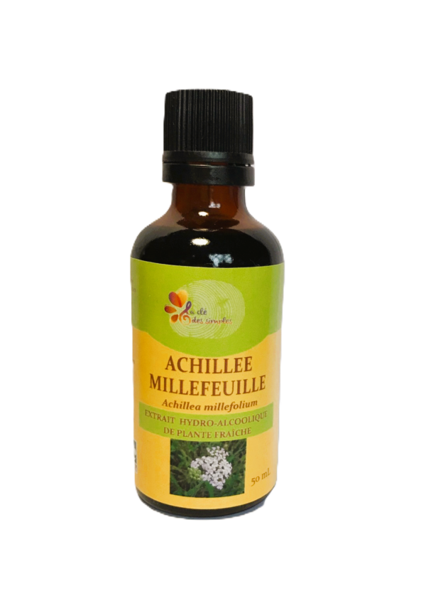 Achillée millefeuille