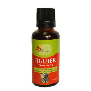 Figuier
