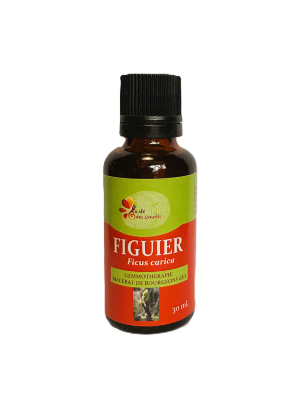 Figuier
