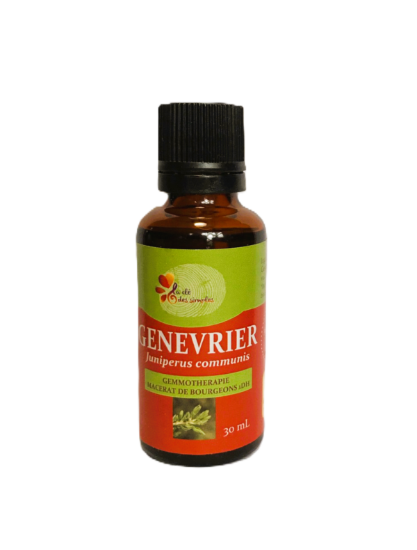 Genévrier