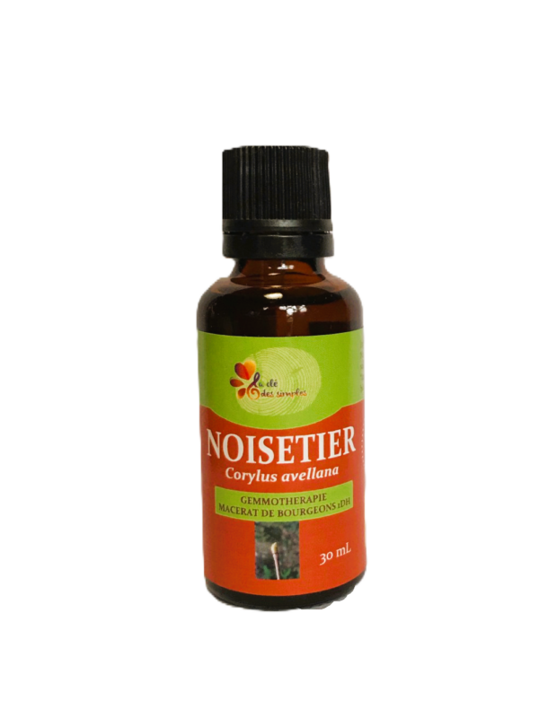 Noisetier