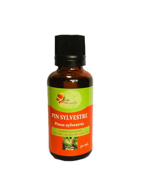 Pin sylvestre