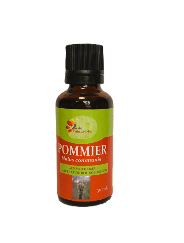 Pommier